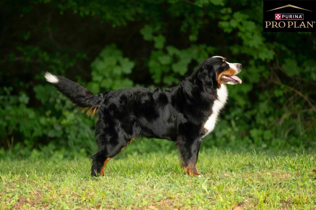 Utah beach De La Forêt Des Noisettes