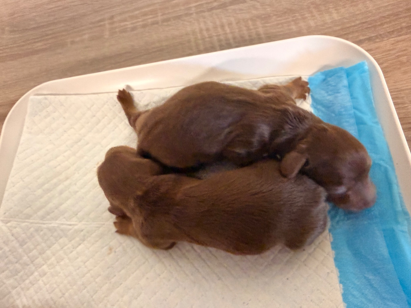 Chiot N°1 - Teckel poil long
