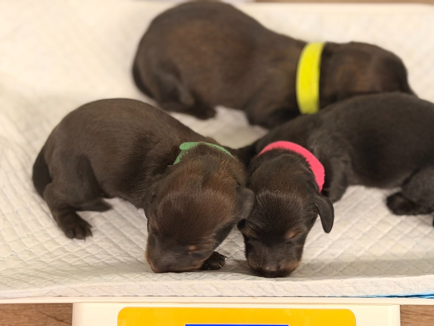 CHIOT 3 - Teckel poil long