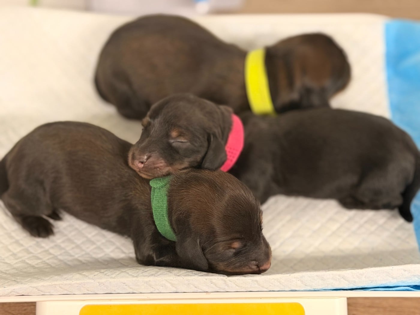 CHIOT 4 - Teckel poil long