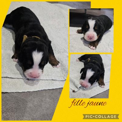 Les chiots de Bouvier Bernois