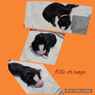 Les chiots de Bouvier Bernois