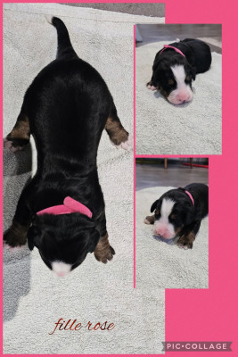 Les chiots de Bouvier Bernois