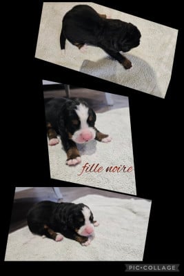 Les chiots de Bouvier Bernois