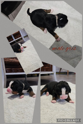 Les chiots de Bouvier Bernois