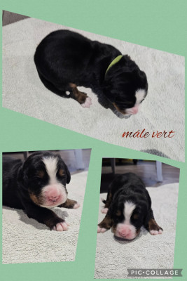 Les chiots de Bouvier Bernois