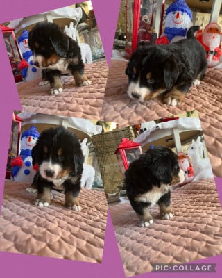 Les chiots de Bouvier Bernois