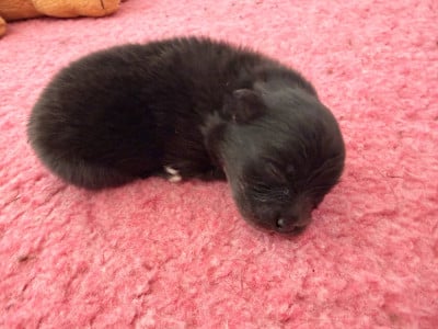 Les chiots de Spitz allemand