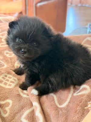 Les chiots de Spitz allemand