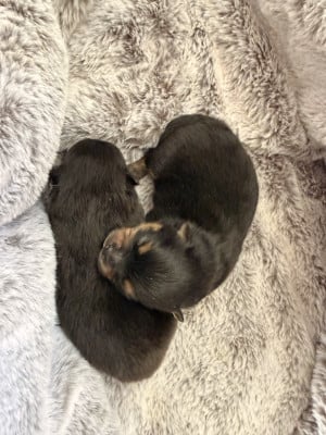 Les chiots de Spitz allemand