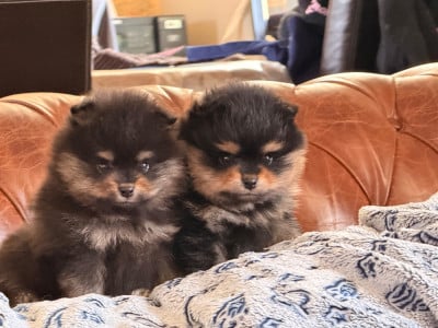 Les chiots de Spitz allemand