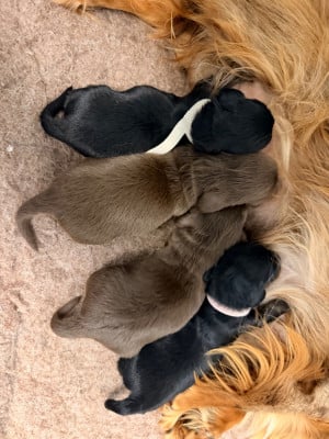 Les chiots de Teckel poil long
