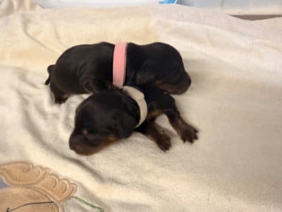 Les chiots de Teckel poil long