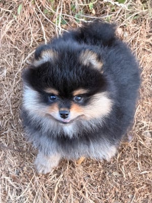 Les chiots de Spitz allemand