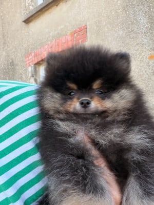 Les chiots de Spitz allemand