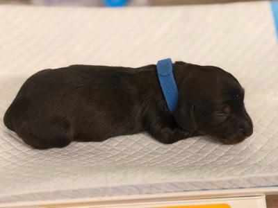Les chiots de Teckel poil long