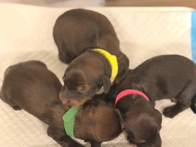 Les chiots de Teckel poil long