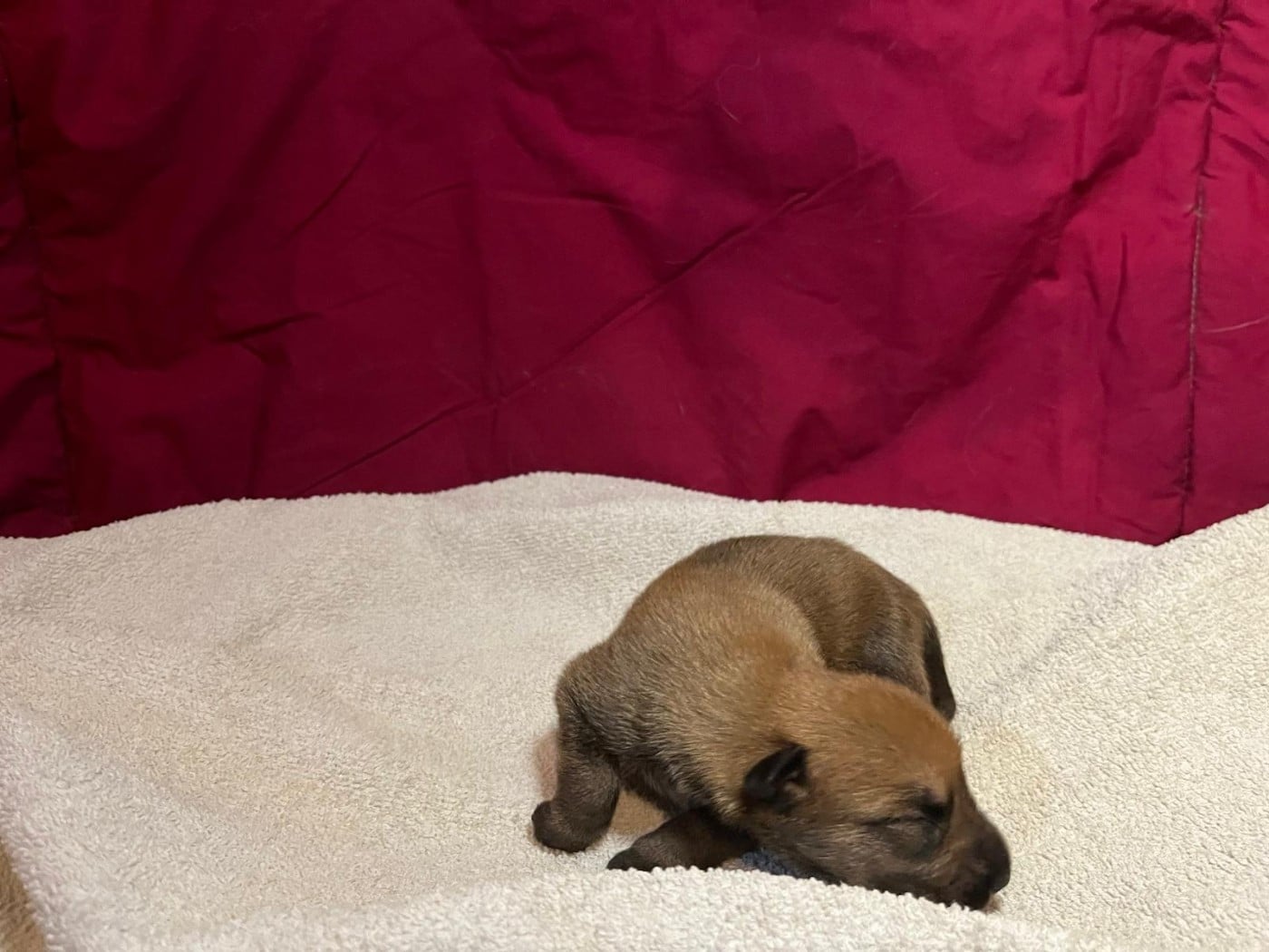 Chiot N°2 - Berger de Picardie