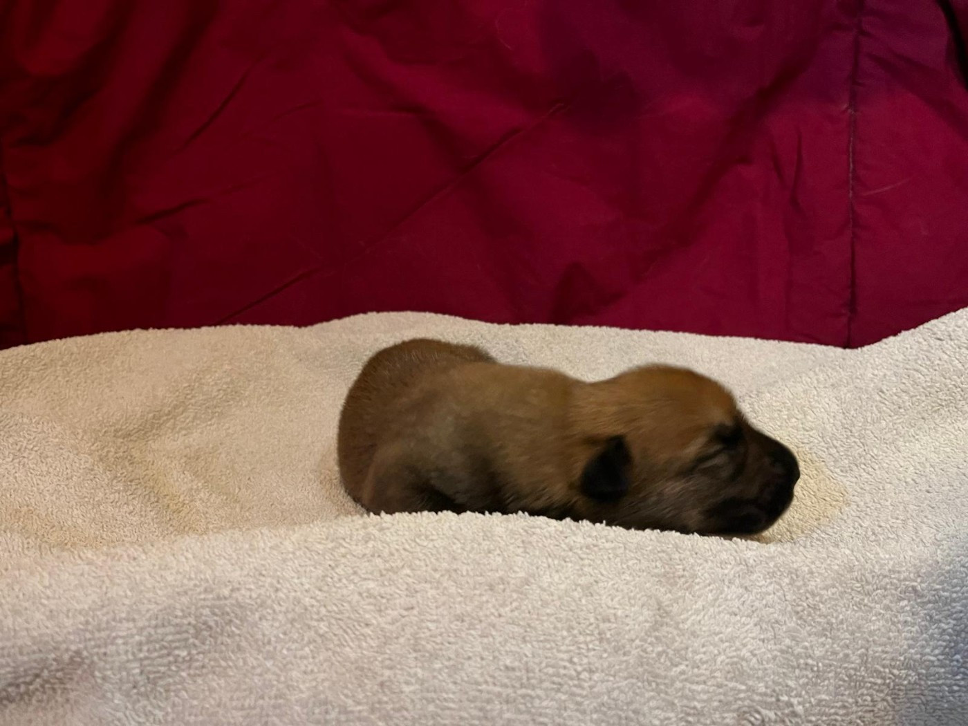 Chiot N°5 - Berger de Picardie
