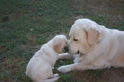 Du Val De Trécesson