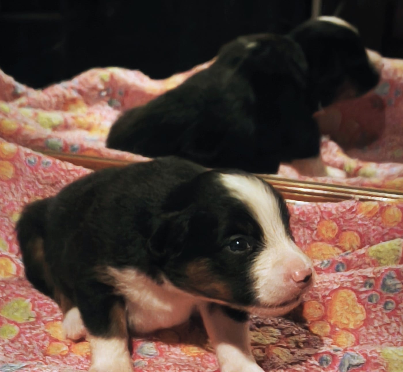 Chiot N°5 - Berger Américain Miniature 