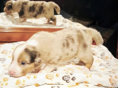 Les chiots de Berger Américain Miniature 