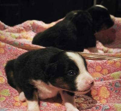 Les chiots de Berger Américain Miniature 