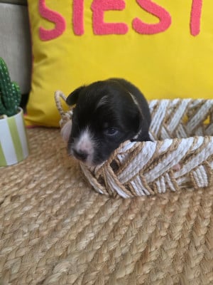 Batman - Berger Australien