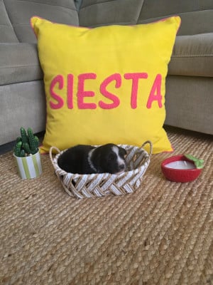 Mâle 3 - Berger Australien