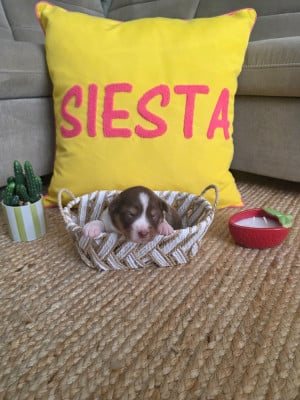 Femelle 2 - Berger Australien