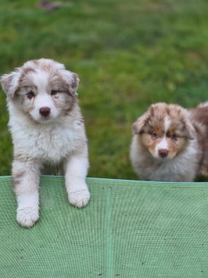 Les chiots de Berger Australien