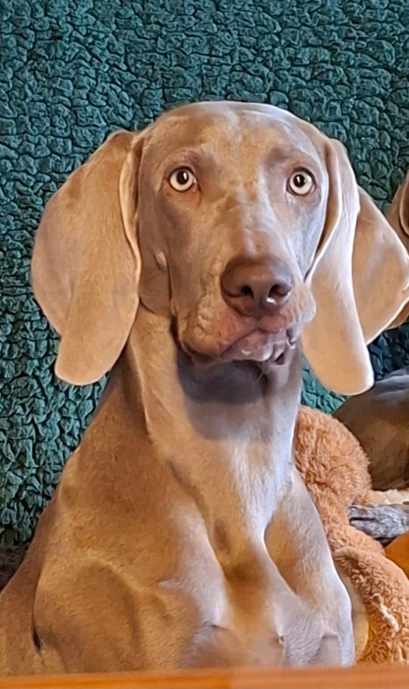 Publication : Balboa Sylver