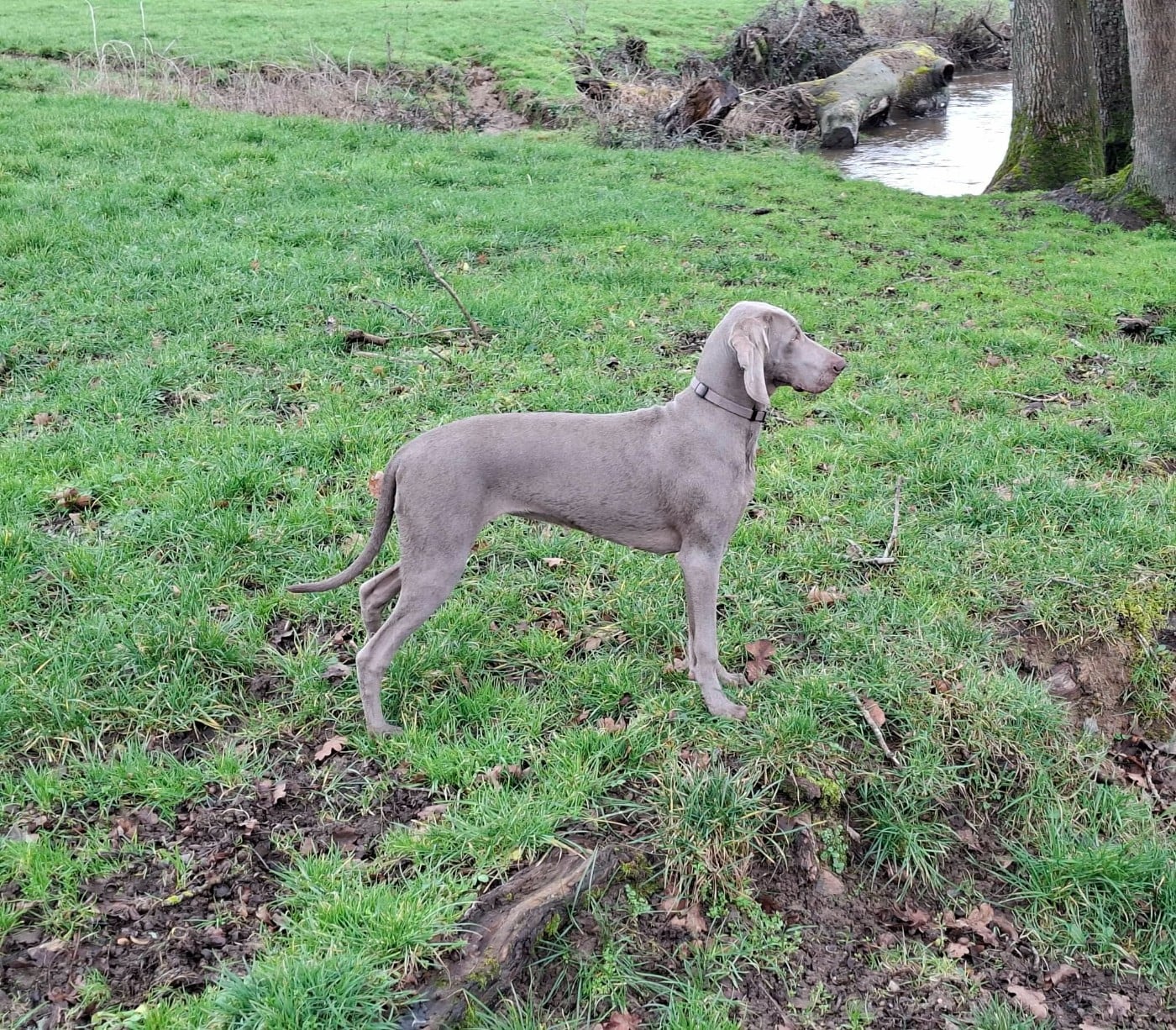 Publication : Balboa Sylver