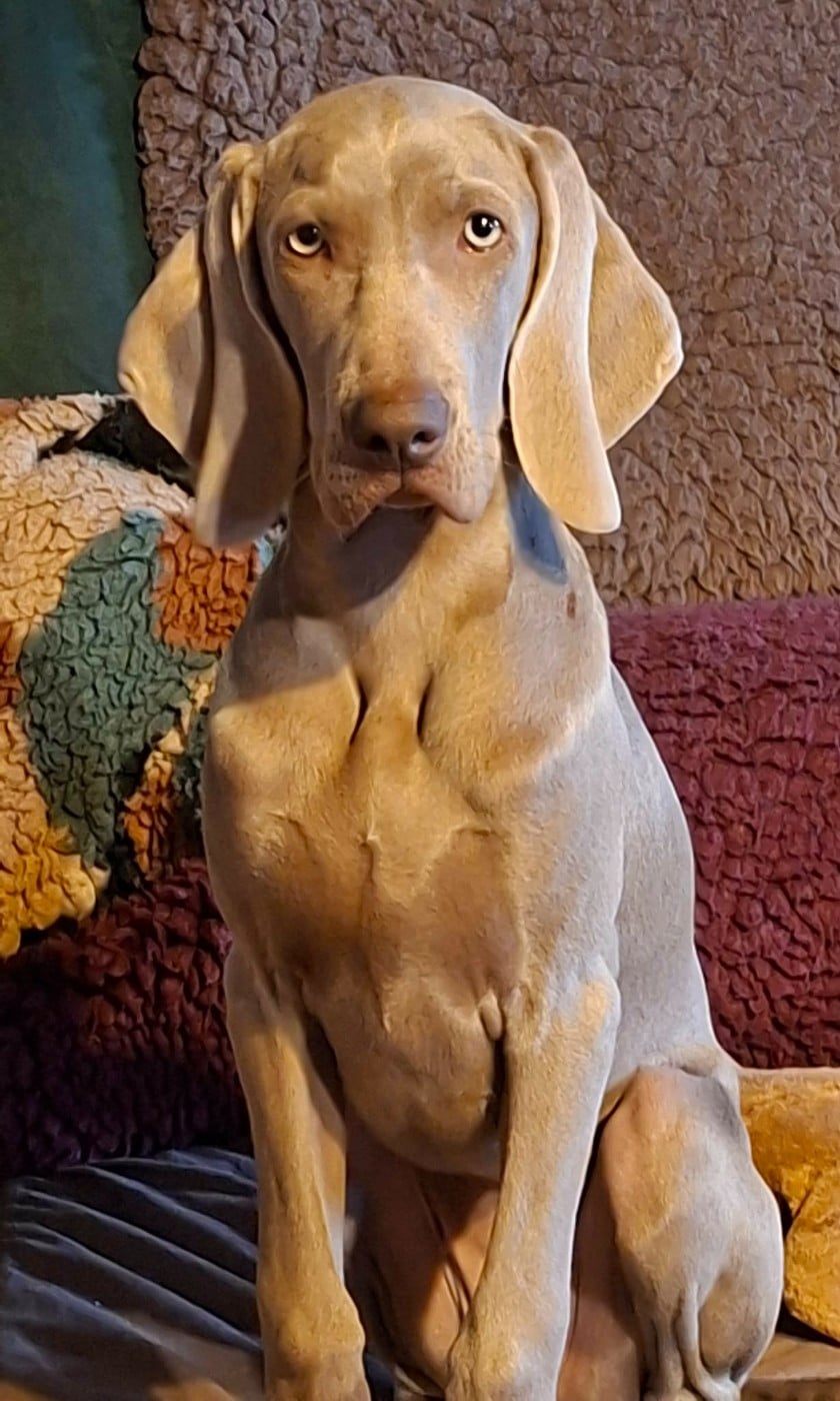 Publication : Balboa Sylver