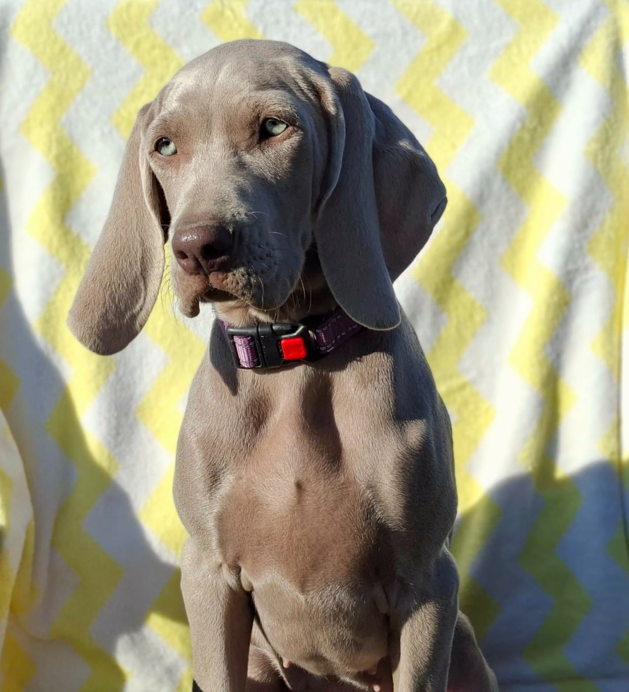 Publication : Balboa Sylver