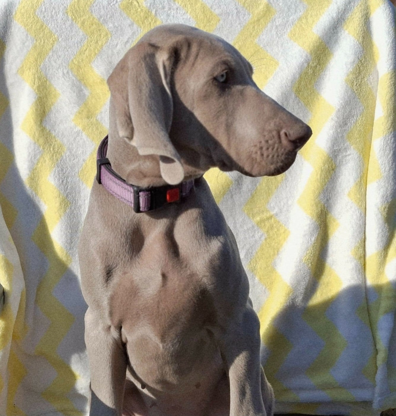 Publication : Balboa Sylver