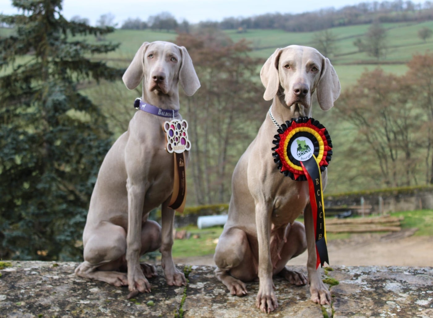 Publication : Balboa Sylver