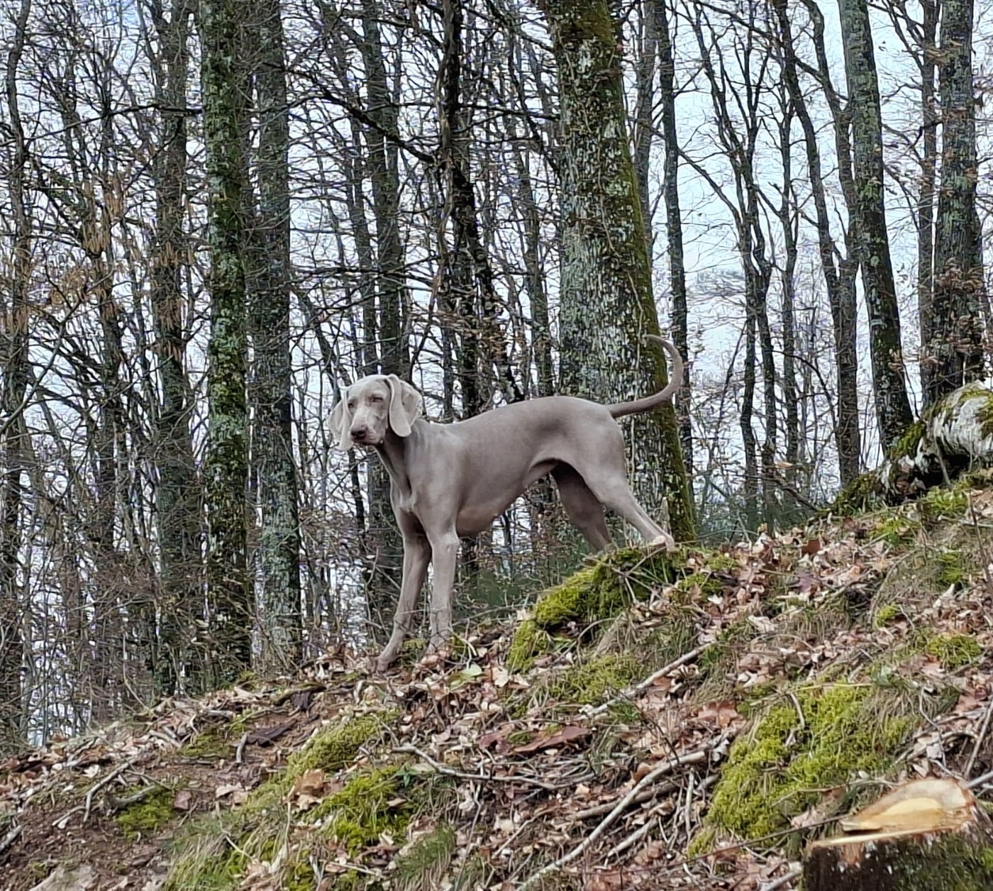 Publication : Balboa Sylver