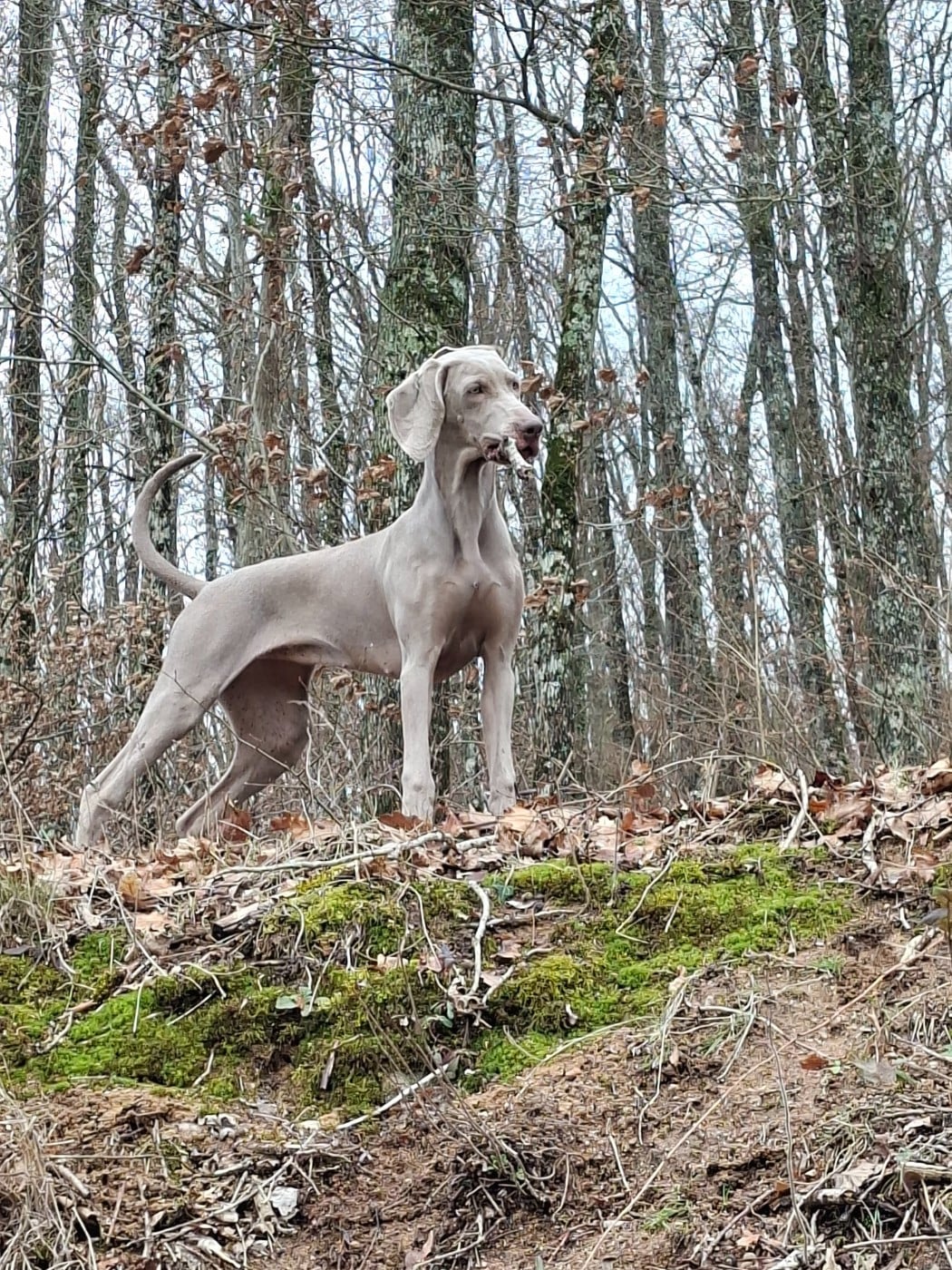 Publication : Balboa Sylver