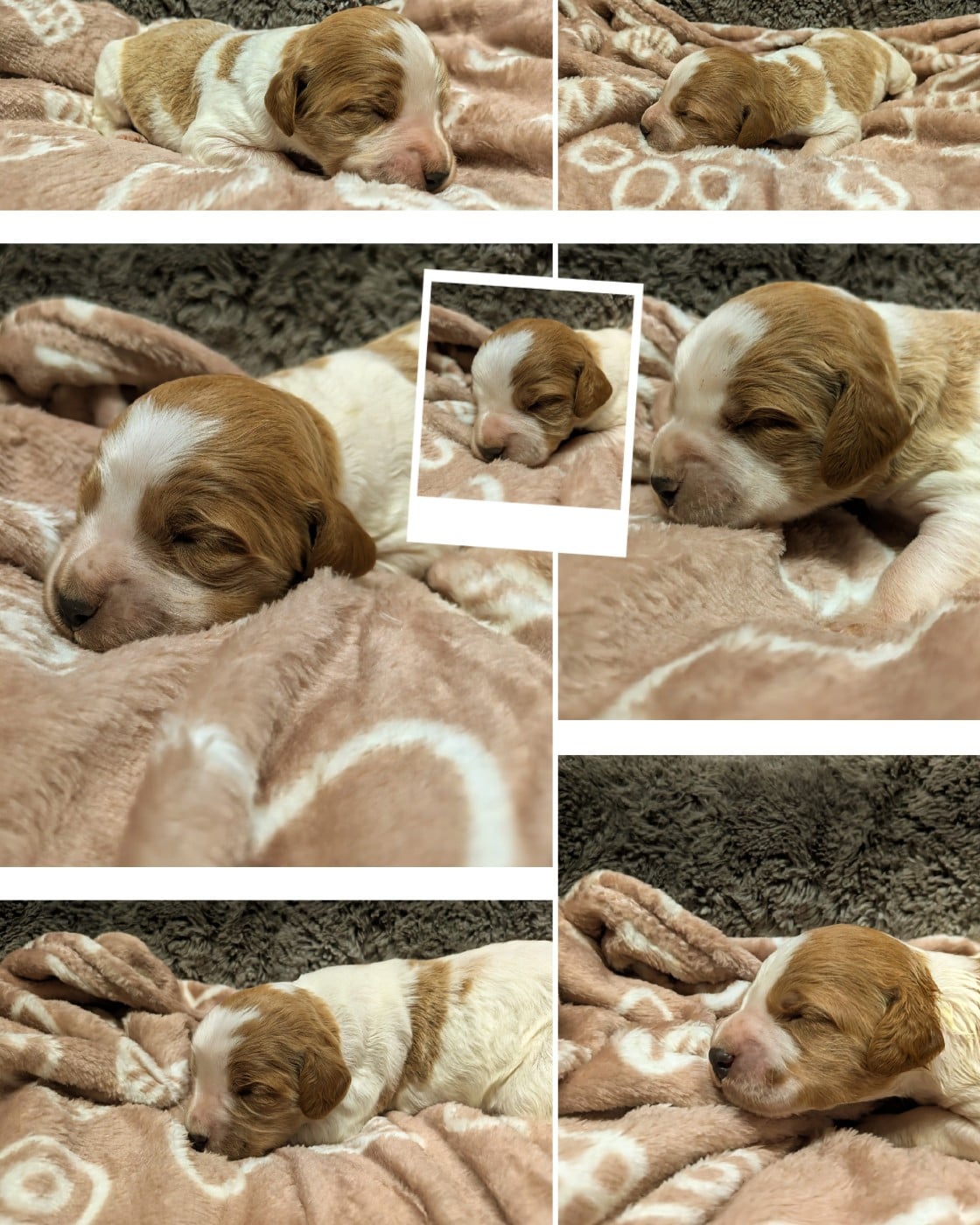 CHIOT 3 - Epagneul Breton