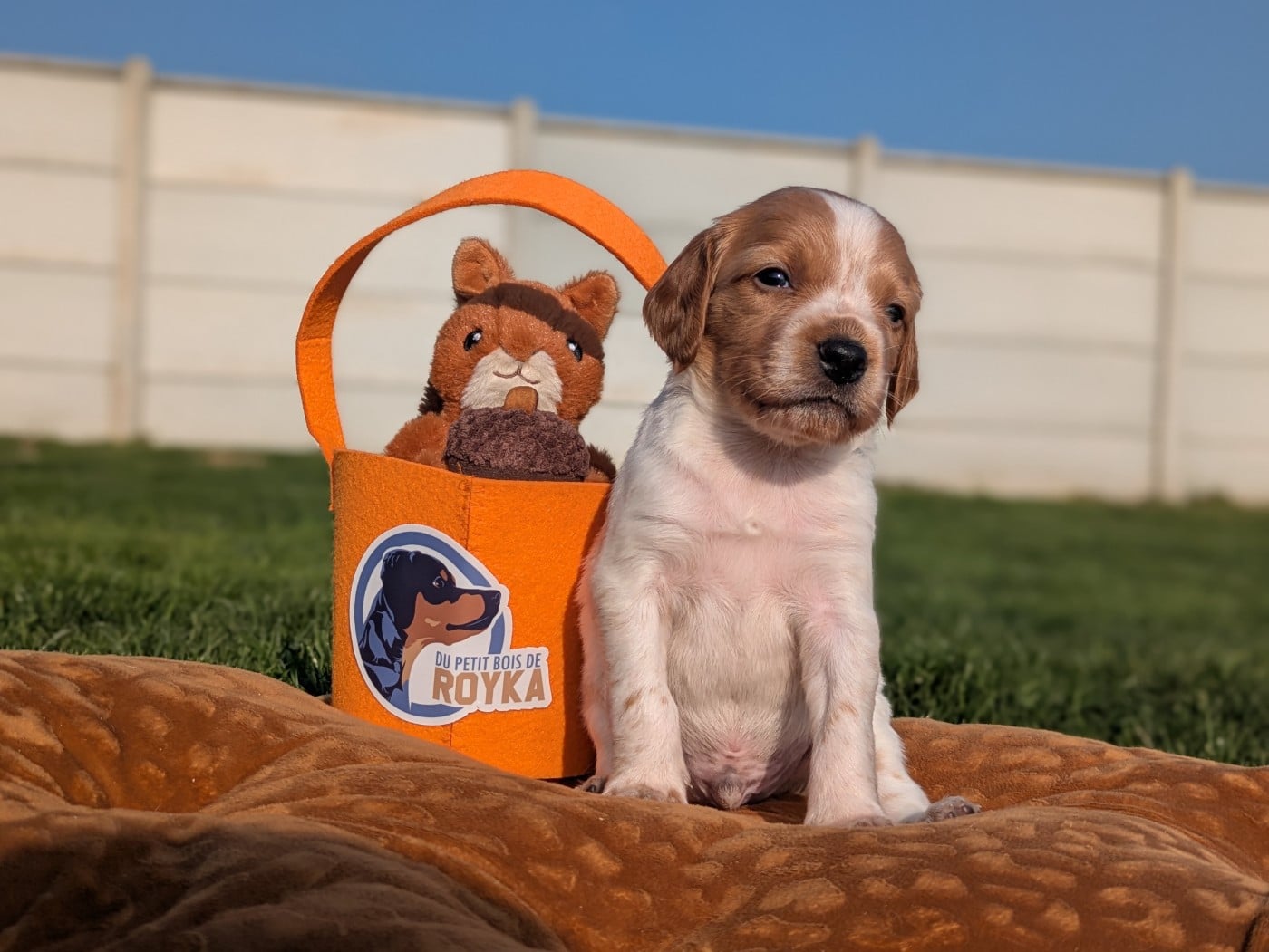 Chiot Orange et blanc - Epagneul Breton
