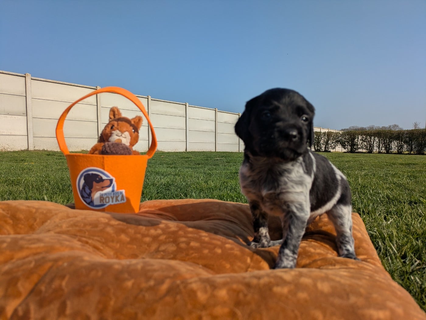 Chiot noir et blanc - Epagneul Breton