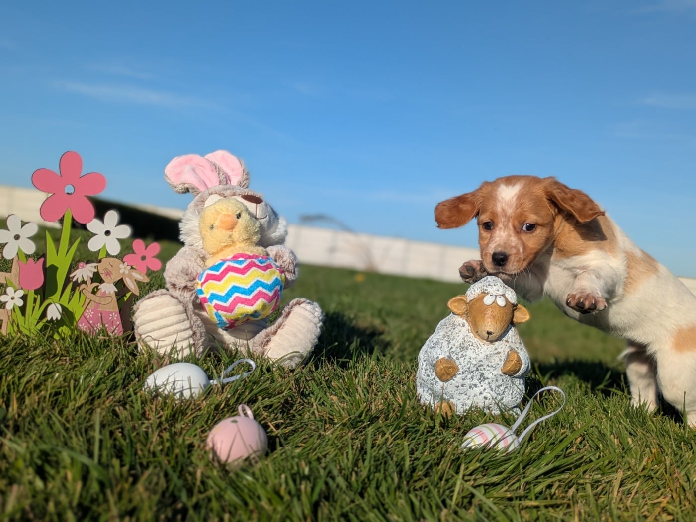 Chiot Orange et blanc