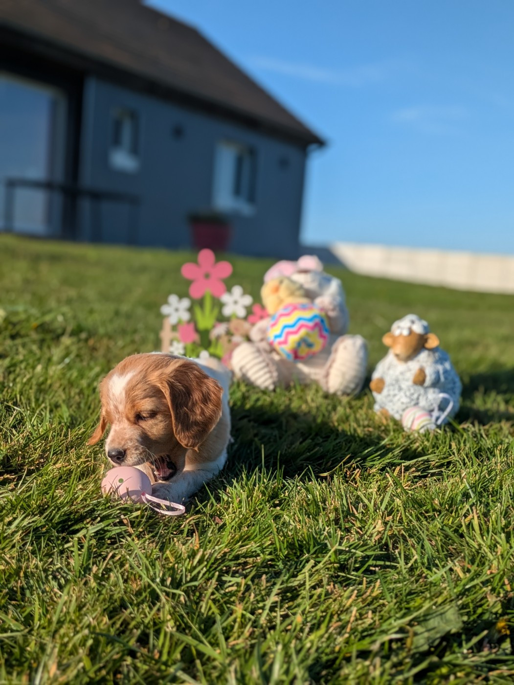 Chiot Orange et blanc