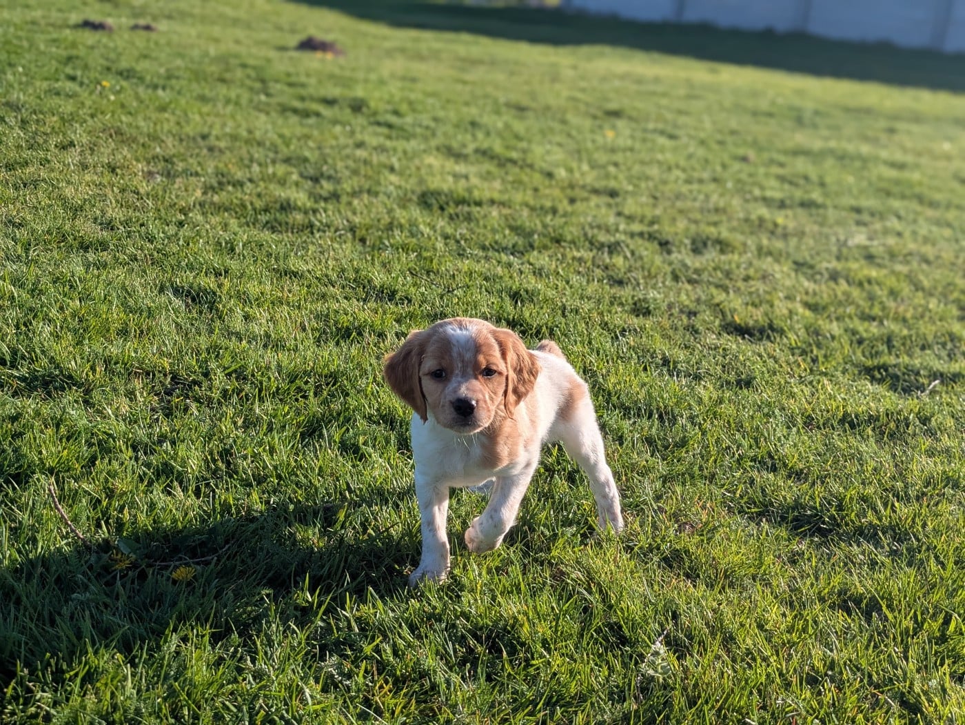 Chiot Orange et blanc