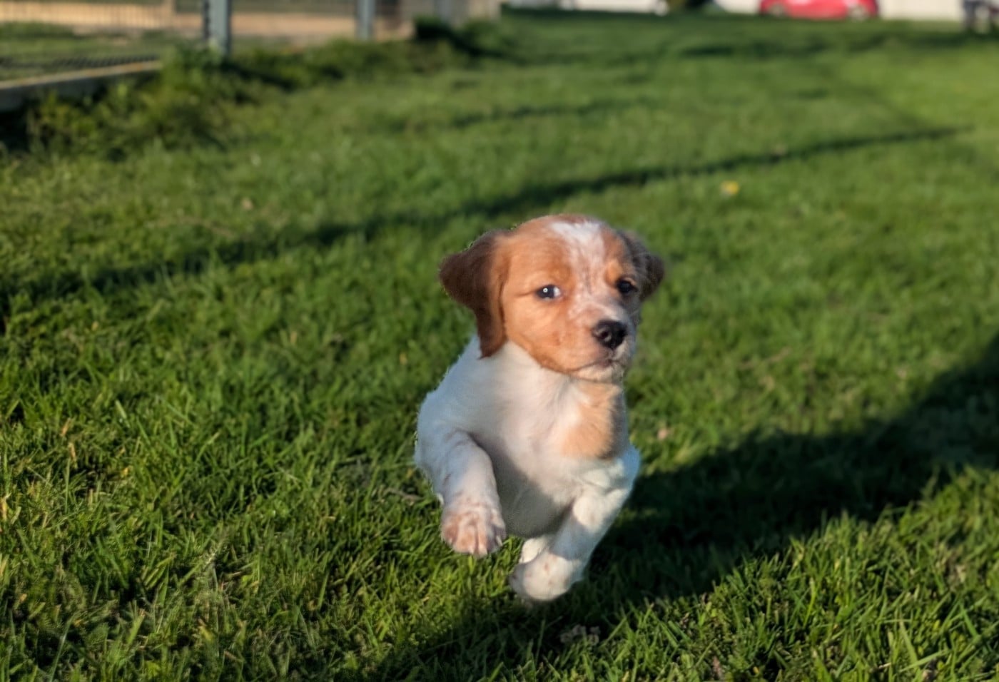 Chiot Orange et blanc