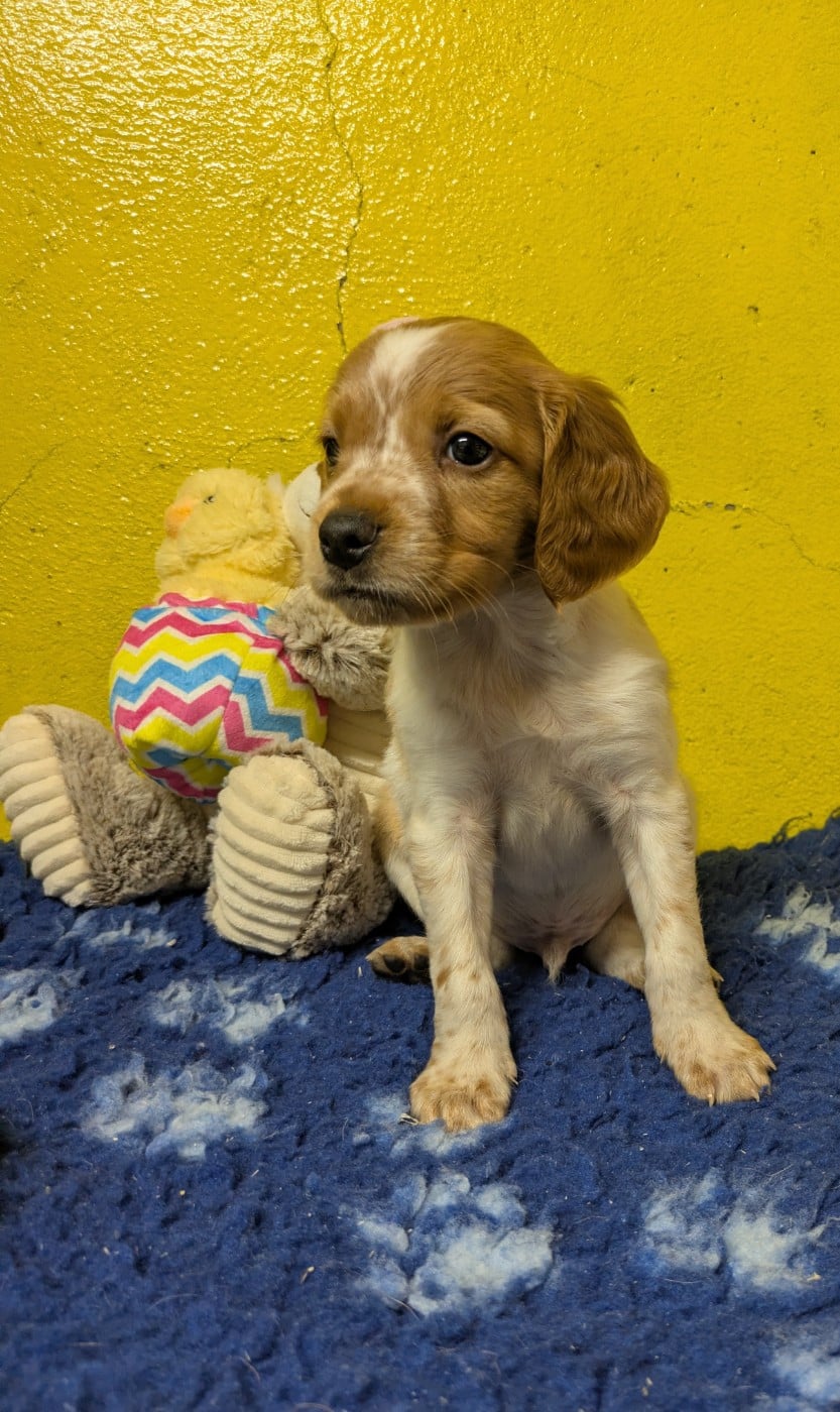Chiot Orange et blanc