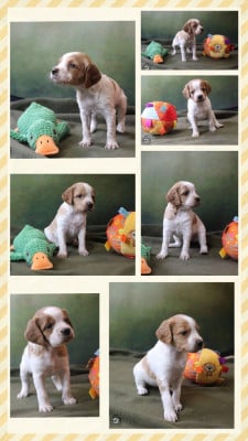 Les chiots de Epagneul Breton