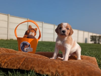 Chiot Orange et blanc - Epagneul Breton