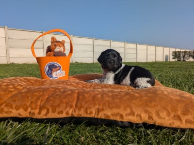 Les chiots de Epagneul Breton